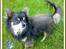 Chihuahua Lynet (Maxie 9år d.8 MAJ 2012 blev han - (det er ikke græsset der er højt, han er bare meget lille) MOAR, det kan du godt slette.......JEG ER IKKE LILLE, basta!!