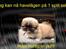 Pekingeser BOBBY - Tak til : * Marianne, Maxie og Silche * for det meget flotte billede..