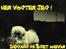 Pekingeser BOBBY - BOBBY DANGER, tak for billedet: * Tøserne <Hende med springhundene> * - Så farlig han ser ud!. ;0)