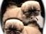 Pekingeser BOBBY - Jeg gir jo selv udtryk for at jeg ikke kan få nok af ham, Så nu fik jeg 2!.. Tak for det: * Marianne, Maxie og Silche * :oD
