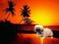 Pekingeser BOBBY - BOBBY IN THE SUN.. Tak for billedet: ¤ The King and the 2 Queens ¤