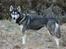 Siberian husky Caia