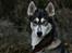 Siberian husky Caia