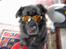 Flat coated retriever Gissa - Hva drenge ? jeg er Singel ... hva siger i til mig ? ( undskyld billedet )
