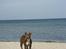 Amerikansk staffordshire terrier Zindi
