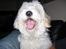 Coton de tulear Ludvig  - gaaaab