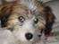 Coton de tulear Romy of gentle mind