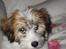 Coton de tulear Romy of gentle mind