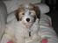 Coton de tulear Romy of gentle mind