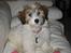 Coton de tulear Romy of gentle mind