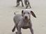 Weimaraner SØNDERSKOVENS D-KULD - Sol, sommer og strand - lige noget der passer DON CHANG; DALTON OG DAISY. 