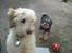 Coton de tulear Romy of gentle mind