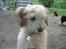 Coton de tulear Romy of gentle mind