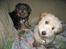 Coton de tulear Romy of gentle mind