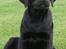Labrador retriever Brown Hunt's Jolly Roger - Keeva 14 uger