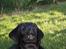 Labrador retriever Brown Hunt's Jolly Roger - På jagt efter friske blade