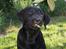 Labrador retriever Brown Hunt's Jolly Roger - Uhm