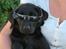 Labrador retriever Brown Hunt's Jolly Roger - Solbriller - det skal man da ha!