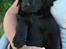 Labrador retriever Brown Hunt's Jolly Roger - Ja ja, charme, selvtillid ... 