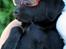 Labrador retriever Brown Hunt's Jolly Roger - Her er et andet par af mine yndlingsbriller