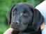 Labrador retriever Brown Hunt's Jolly Roger - Keeva, min skønne tøs
