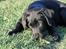 Labrador retriever Brown Hunt's Jolly Roger - Keeva hygger i haven