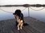 Border collie Freddy - Sankt Hans aften´s stemning ved søen.