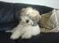 Coton de tulear Uniq Coton Sergent Pepper