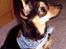 Chihuahua Chucky *R.I.P*