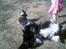 Blanding af racer Lady R.I.P - bamse og lady fjoller :) <3