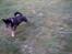 Blanding af racer Lady R.I.P - den skøre lille hund <´3