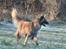 Tervueren Chacami Dess * Himmelhund - Dess som vi kender hende bedst.. I bevægelse, opmærksom og med løftet hale