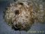 Irish softcoated wheaten terrier Tucky - Jeg ligger og viler mig,