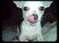 Chihuahua Bailey