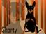 Dvaergpinscher Rødkildes Shorty - Wallpaper. Lavet af Sonne med Feike.