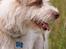 Blanding af racer Bella - Profil..