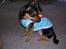 Chihuahua Chucky *R.I.P* - he´s sooooo adoreble !!! <3