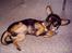 Chihuahua Chucky *R.I.P* - <3