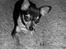 Chihuahua Chucky *R.I.P* - <3