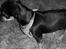 Chihuahua Chucky *R.I.P* - min smuksak!
