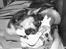 Chihuahua Chucky *R.I.P* - farlig hund!