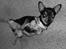 Chihuahua Chucky *R.I.P* - <3
