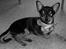 Chihuahua Chucky *R.I.P* - <3