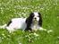 Blanding af racer Mollie R.I.P. - Er jeg ikke bare smuk.