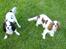 Blanding af racer Mollie R.I.P. - Trille og jeg.