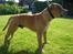 Staffordshire bull terrier ""(Engelsk) ""Gizmo""