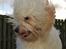 Coton de tulear Valde - Coton eller kakadue?