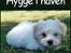Coton de tulear Valde - Der er mange ting at holde øje med når man ligger og slapper af. Man kan godt blive lidt søvning af det :)
