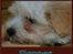Coton de tulear Valde - Så er det tid til en morfar, og vejret er jo godt, så jeg snupper den på verandaen :)