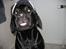 Labrador retriever Nemo